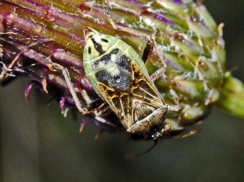 Rhopalidae:  Stictopleurus cfr. crassicornis